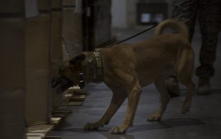 mastering explosive detection illustrated by a detection dog smelling boxes in a warehouse