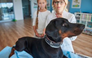 Top 7 Health Tips of the Doberman with an image of the dog at the vet with a little girl