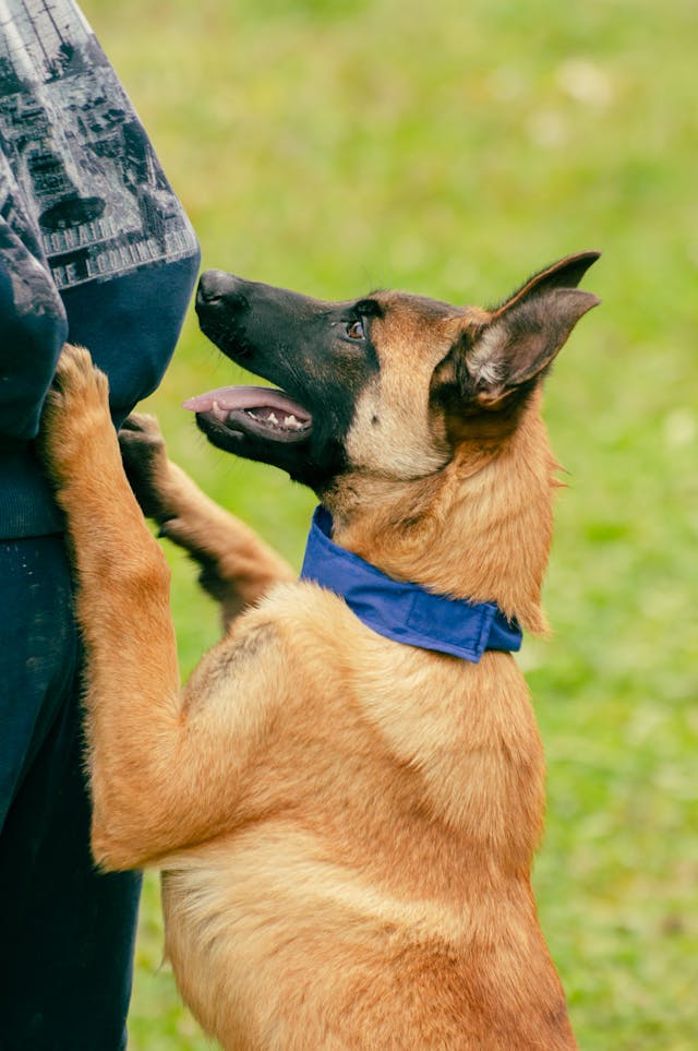 Belgian Malinois dog with blue collar interacting with person