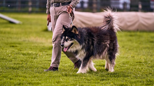Man with a husky dog on a leash in a grassy field for about us page