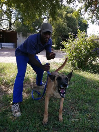 Man in blue shirt and pants with guard dog on leash illustrating the about us page