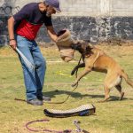 Trainer building confidence in a Belgian Malinois during bite work