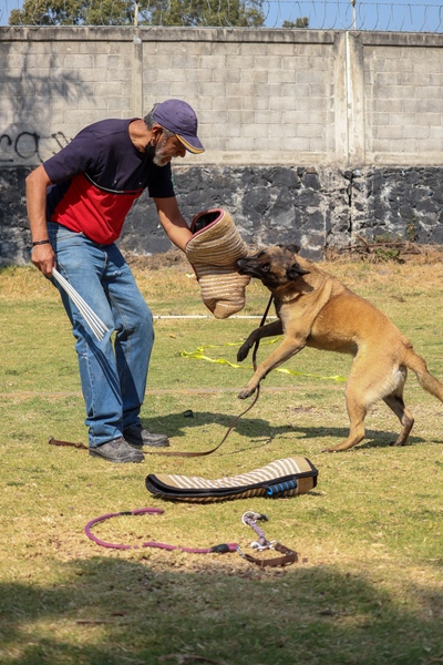 Trainer building confidence in a Belgian Malinois during bite work