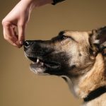 New K9 handler training a dog, avoiding common mistakes.