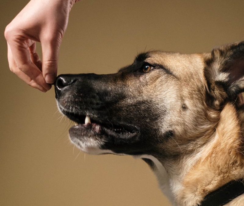 New K9 handler training a dog, avoiding common mistakes.