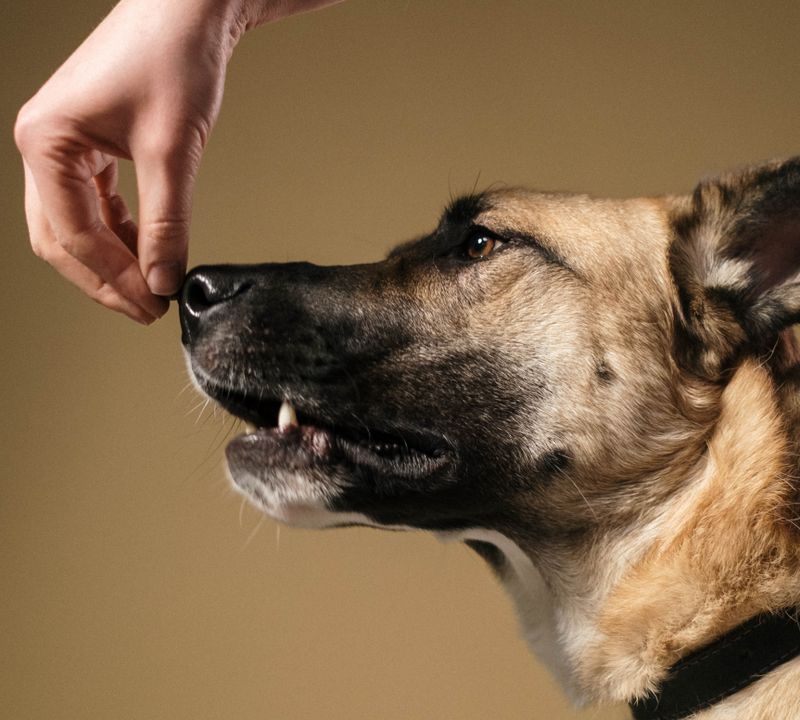 New K9 handler training a dog, avoiding common mistakes.