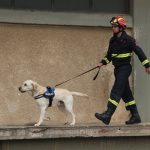 Firefighter with a K9 detection dog on a leash walking along a building wall