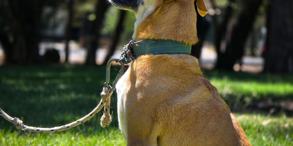 dog undergoing obedience training in a park