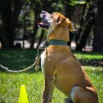 dog undergoing obedience training in a park