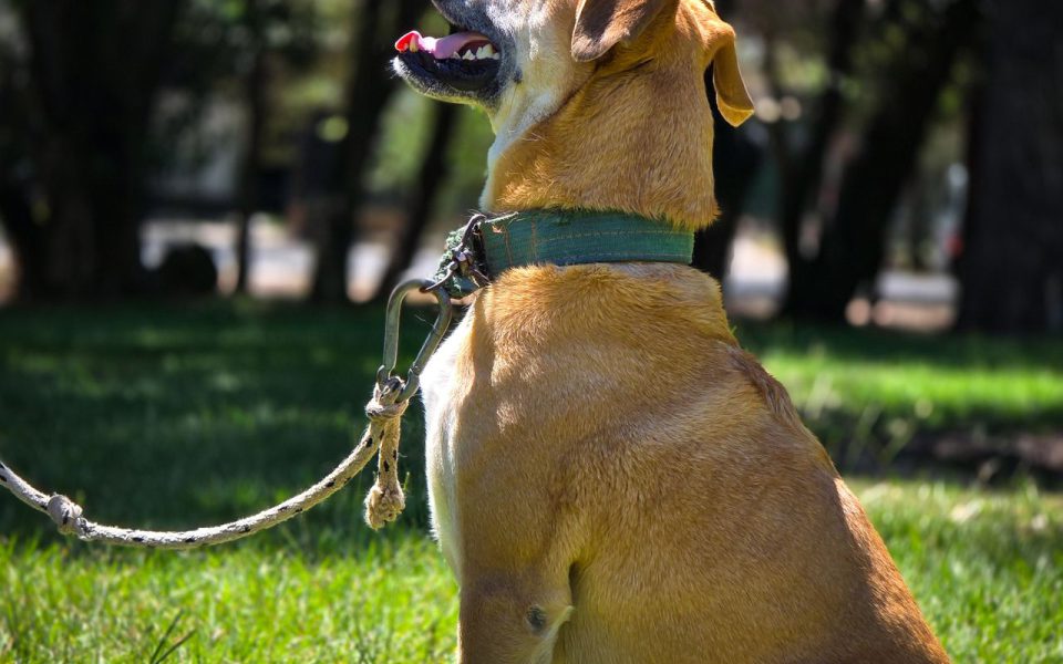 dog undergoing obedience training in a park
