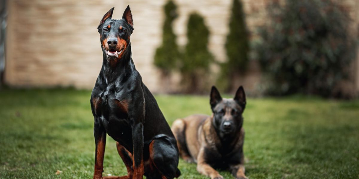 Two dogs, a Doberman and a Belgian Malinois, sitting on grass to illustrate what you need to consider when buying a k9