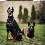 Two dogs, a Doberman and a Belgian Malinois, sitting on grass to illustrate what you need to consider when buying a k9