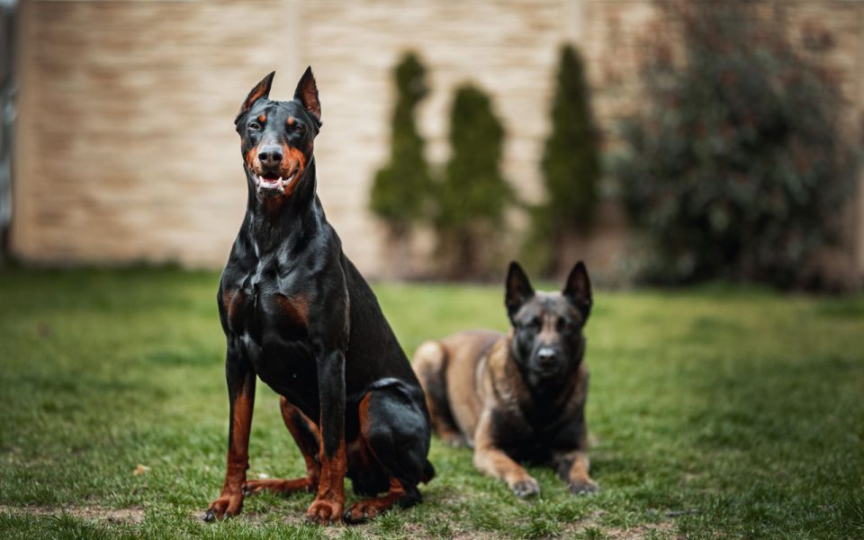 Two dogs, a Doberman and a Belgian Malinois, sitting on grass to illustrate what you need to consider when buying a k9