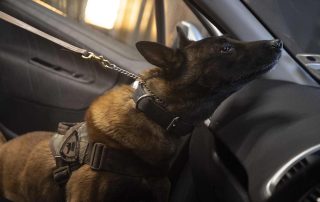 paws against poachers with detection dog sniffing car dashboard
