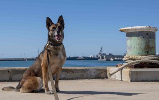 ivory detection military dog at port as part of elephant conservation efforts