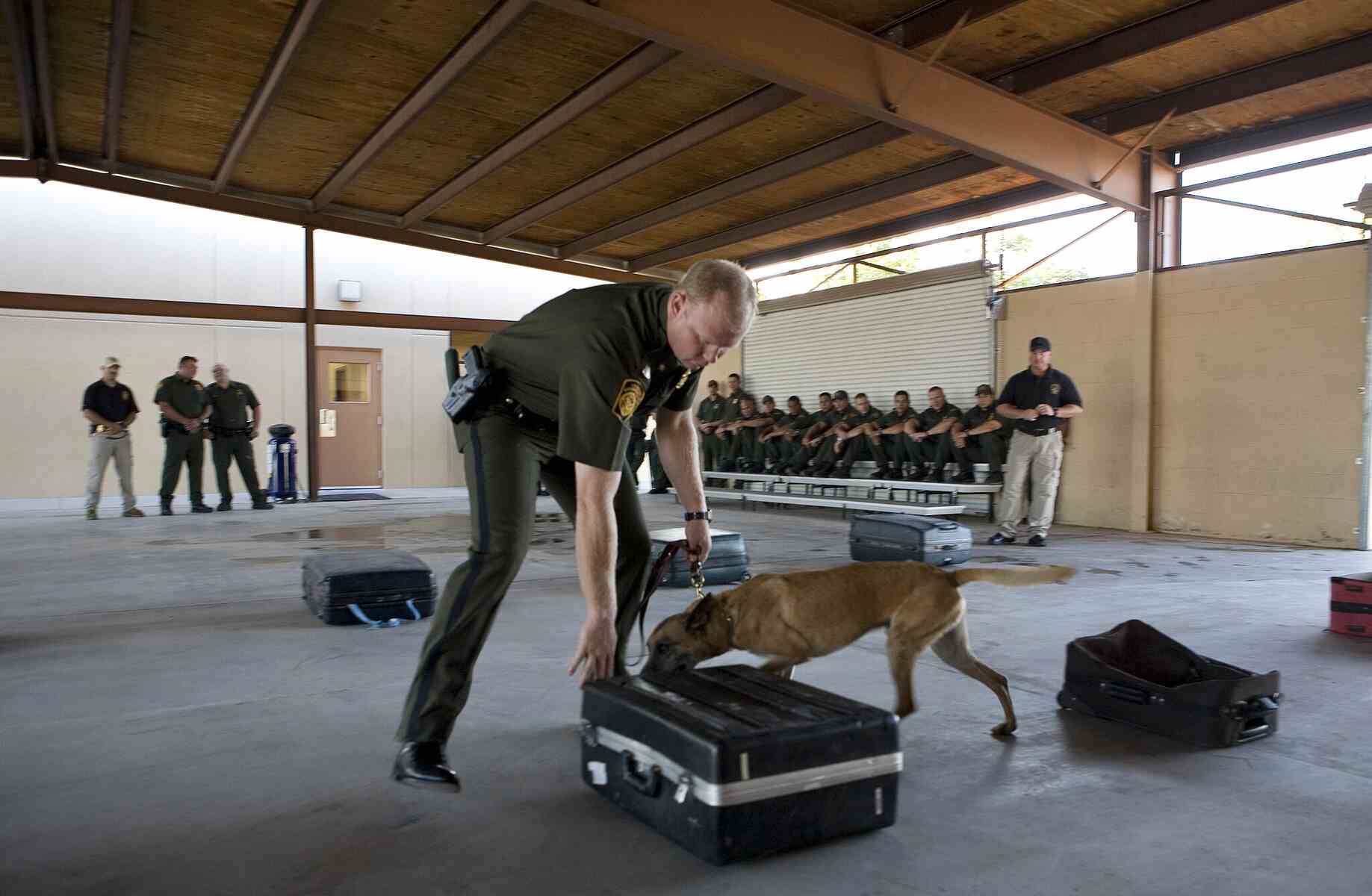 K9 currency detection illustrated by U.S_Customs__Border_Protection_Border_Patrol_Agent_and_K9_Training_Session