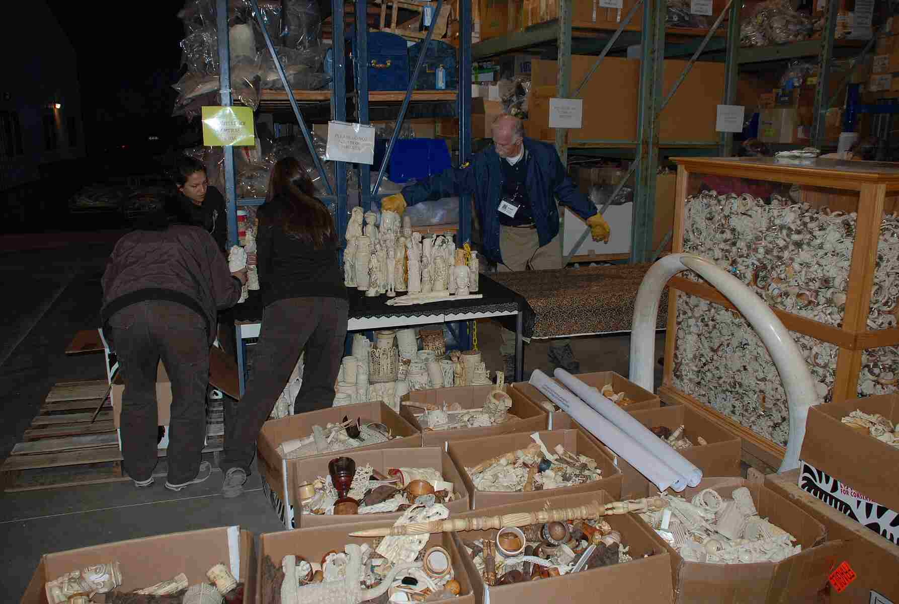 Boxes of ivory and ivory made items found after ivory seizure illustrating Rhino Horn vs. Ivory Detection