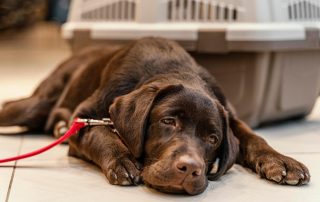 spotting the effect of Common Poisons with a tired looking dog
