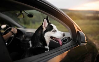 Dog in front seat of a car to depict 7 Essential Tips for Traveling with Your Dog
