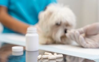 Pills in front of dog at vet to prevent fleas, ticks, and worms