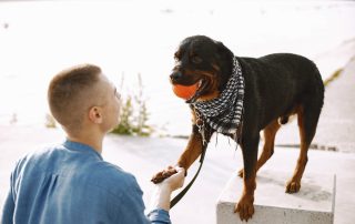 a man taming the Rottweiler's protective instincts as he holds his dogs paw while it stands on a platform biting on to a ball