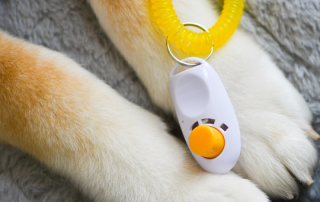 How to Start Clicker Training with dog paws holding a clicker