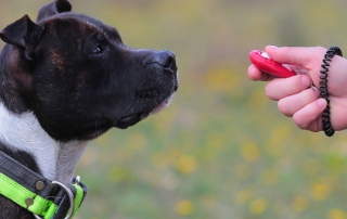 dog watching hand holding a clicker practicing Advanced Clicker Training Techniques