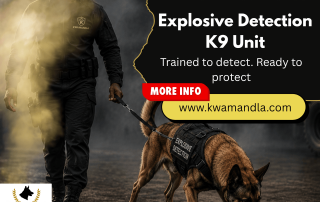 Explosive detection dog working with handler during a security search operation in a controlled environment