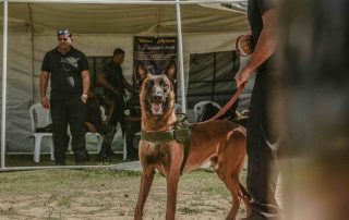 german shepherd illustrating K9 Event Security