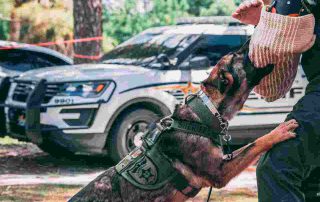 Tracking dogs following a scent trail during professional security training