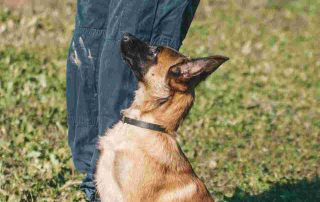 Puppy development training session with a young dog learning focus and obedience skills