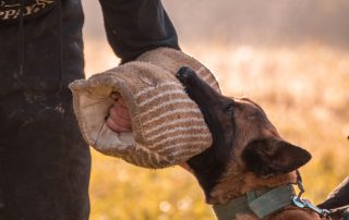 Professional K9 training programmes with a working dog and handler completing a structured operational training exercise
