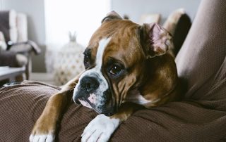 are boxers good family dogs with a boxer laying with his head over the couch sides