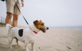 budget barking featuring beagle being walked on beach