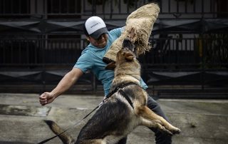 proper handler certification with a man training a german shepherd