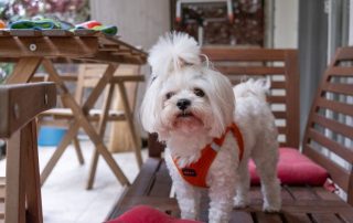 Maltese dog outside perfect for Allergic Pet Lovers