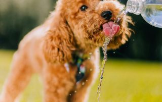 puppy drinking water poured from a bottle after Hot Pavement Alert