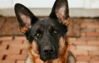 k9 at door in preparation for boundary training so the relatives doesn't become a problem