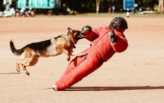 Suitable security dog working alongside a professional handler during operational K9 training