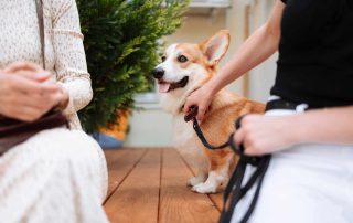 dog on a leash with two people learning Stranger Danger for Dogs