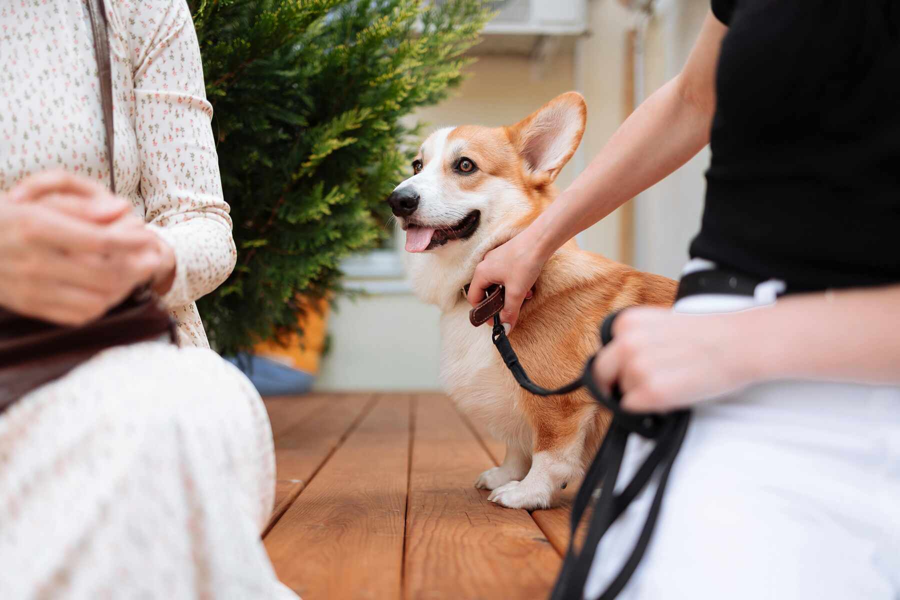 dog on a leash with two people learning Stranger Danger for Dogs